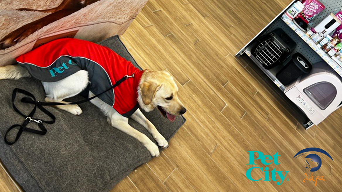 Pet City & Lara Guide Dog 