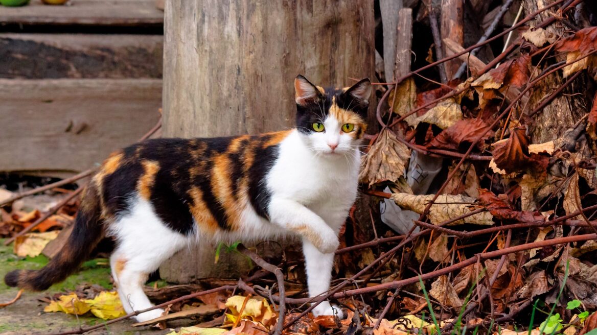 Τρίχρωμες γάτες: Η απάντηση για το αν είναι μόνο θηλυκές
