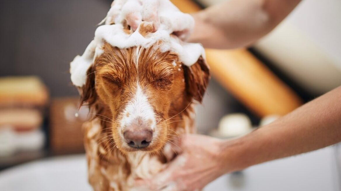 Με αυτή τη συχνότητα πρέπει να κάνετε μπάνιο τον σκύλο σας