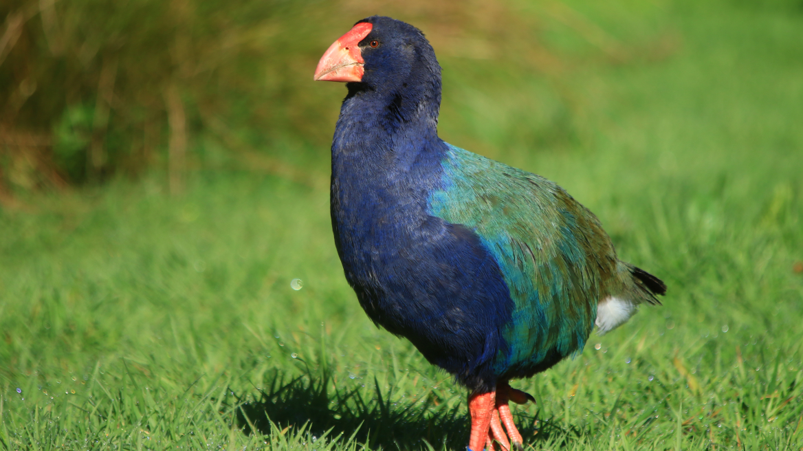 Προϊστορικό πτηνό που θεωρούνταν εξαφανισμένο, επιστρέφει στη Νέα Ζηλανδία
