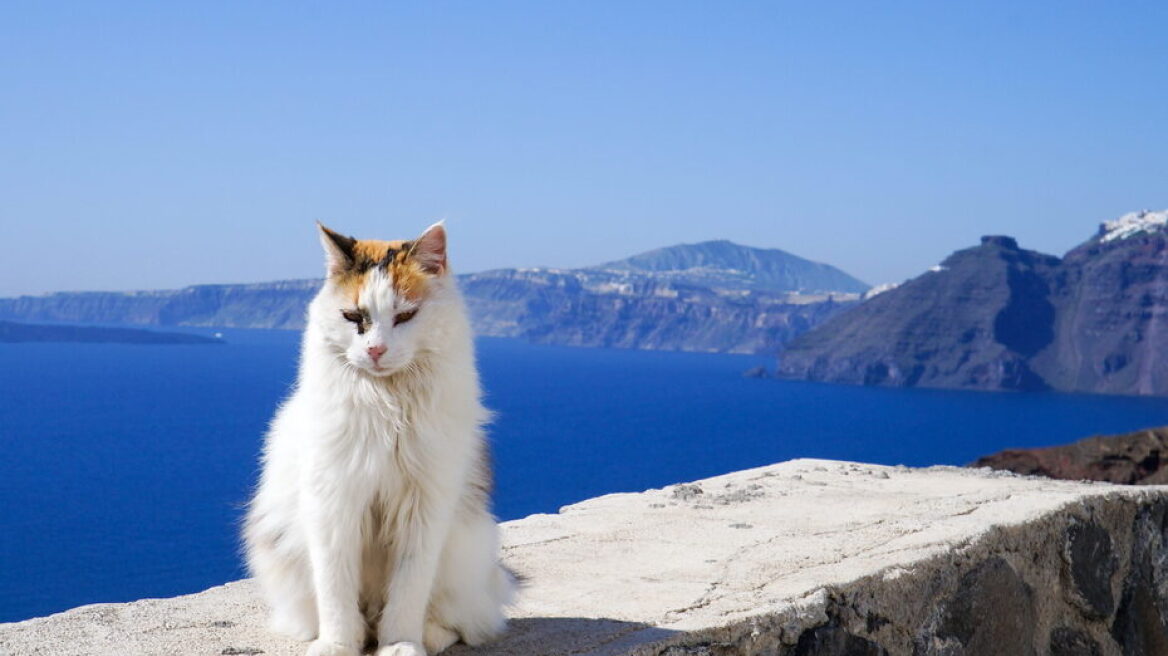 Αυτές είναι οι περίφημες γάτες του Αιγαίου – Τα χαρακτηριστικά και η ιστορία τους