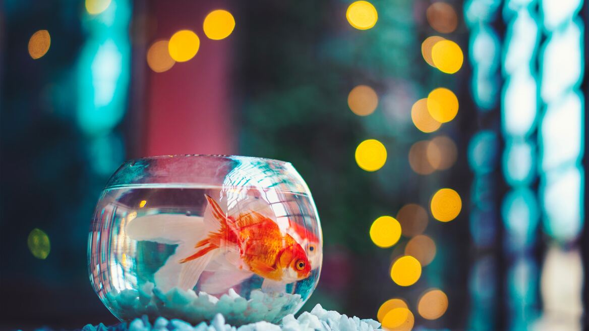 17 άγνωστες και ενδιαφέρουσες πληροφορίες για τα χρυσόψαρα