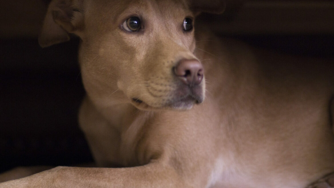 Οι δύο ήχοι που στρεσάρουν περισσότερο τους σκύλους