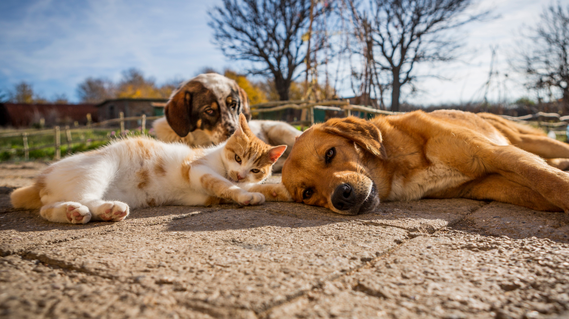 Τι να κάνετε αν βρείτε ένα χτυπημένο αδέσποτο στο δρόμο