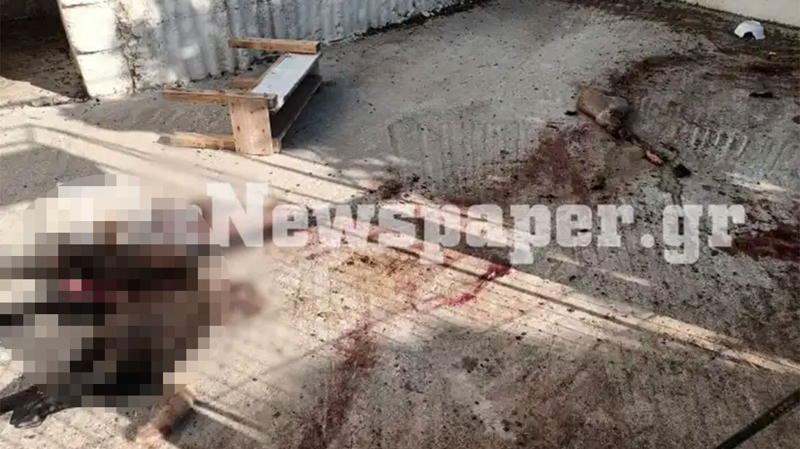 Κατακρεούργησαν αρνί σε αυλή σπιτιού σε χωριό της Μαγνησίας