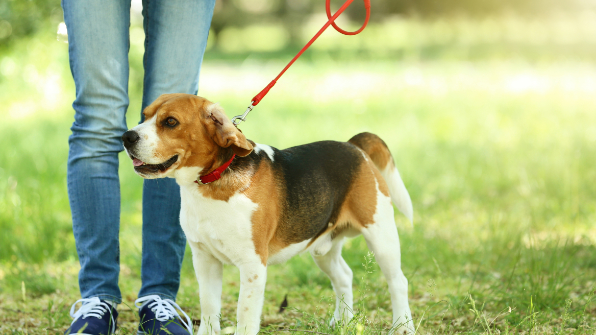 Πώς να εκπαιδεύσετε τον σκύλο σας να μην τρώει από κάτω στις βόλτες
