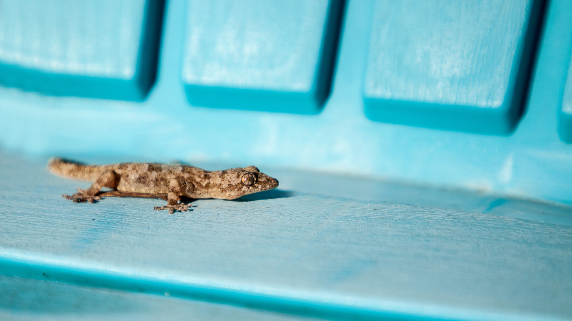 Μεσογειακό σαμιαμίδι: ένα «κατοικίδιο» στις αυλές των σπιτιών
