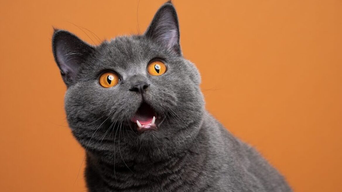 10 πράγματα που καταλαβαίνουν μόνο όσοι έχουν γάτα