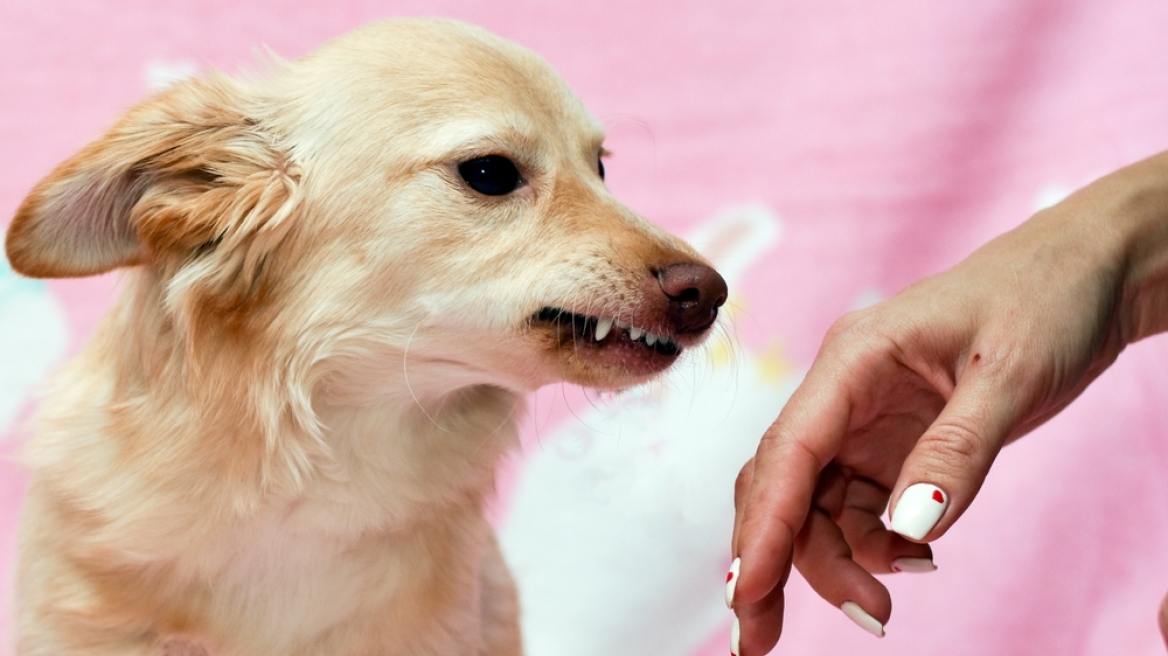 Γιατί ο σκύλος σάς δείχνει τα δόντια του -Πώς πρέπει να αντιδράσετε