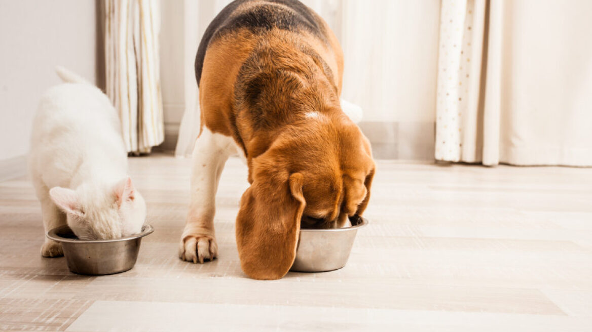 Ενισχύστε τη διατροφή του κατοικιδίου σας με κατάλληλες βιταμίνες και συμπληρώματα