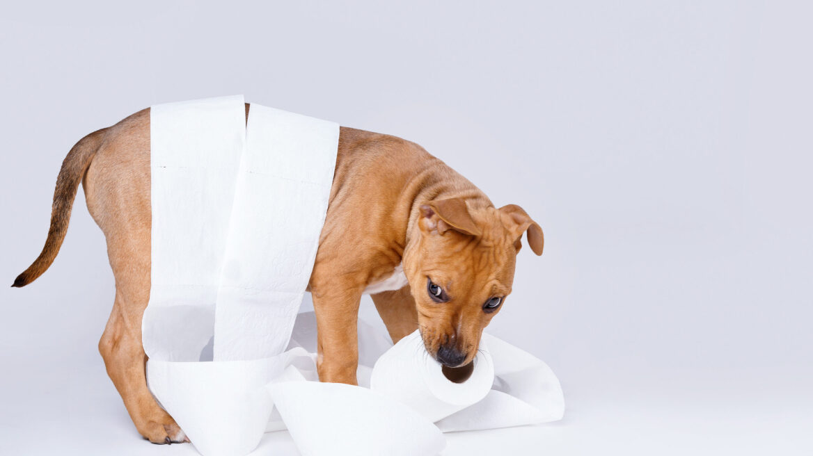 Γιατί ο σκύλος σας τρώει ακαθαρσίες- Τι πρέπει να κάνετε