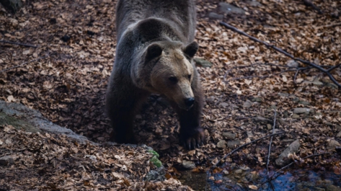 Μυθική περιγραφή του Αρτινού για την επίθεση αρκούδας: «Μωρή γιατί θέλεις να με σκοτώσεις», της είπε και τον άφησε