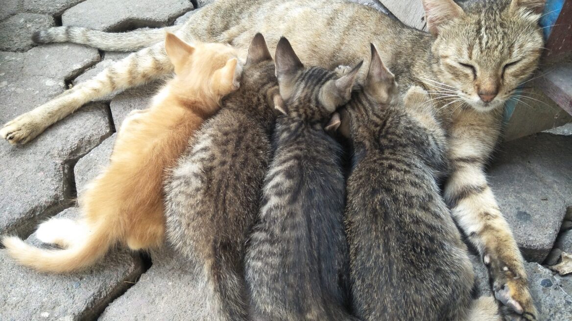 5 λόγοι που η μαμά γάτα εγκαταλείπει τα μικρά της