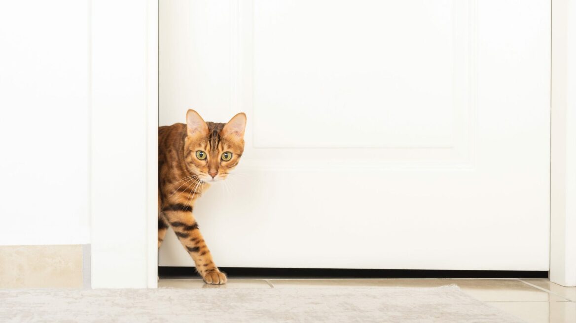 Αυτά είναι τα σημεία-παγίδες σε ένα σπίτι για την γάτα