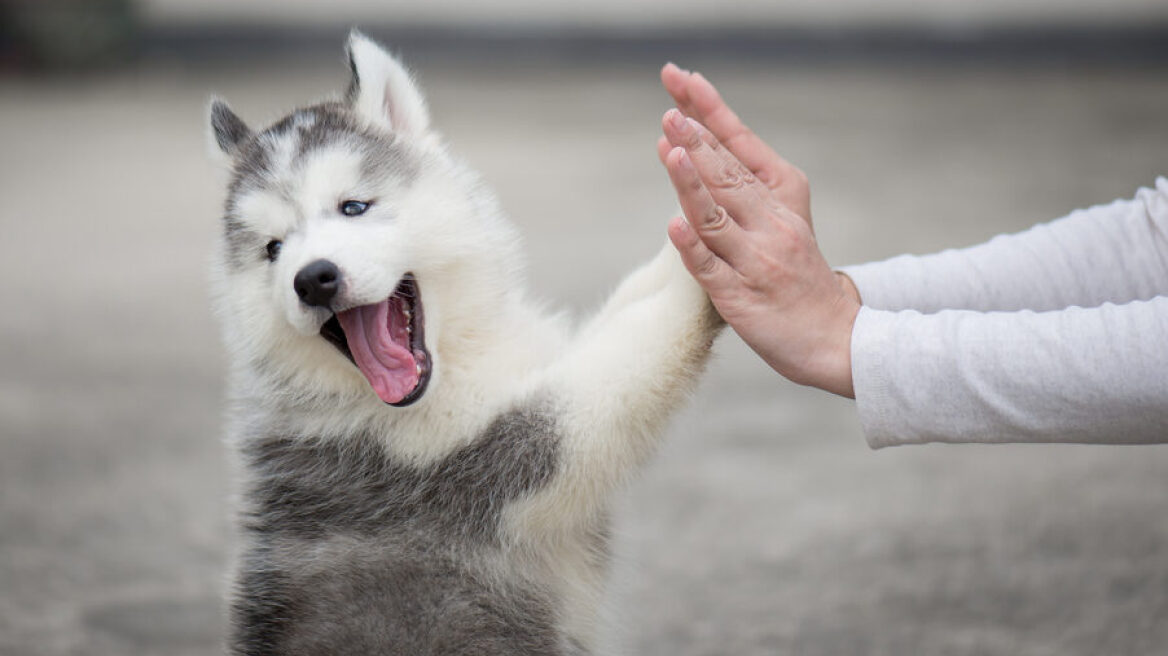 Πώς να χτίσετε μια δυνατή σχέση με το κουτάβι σας