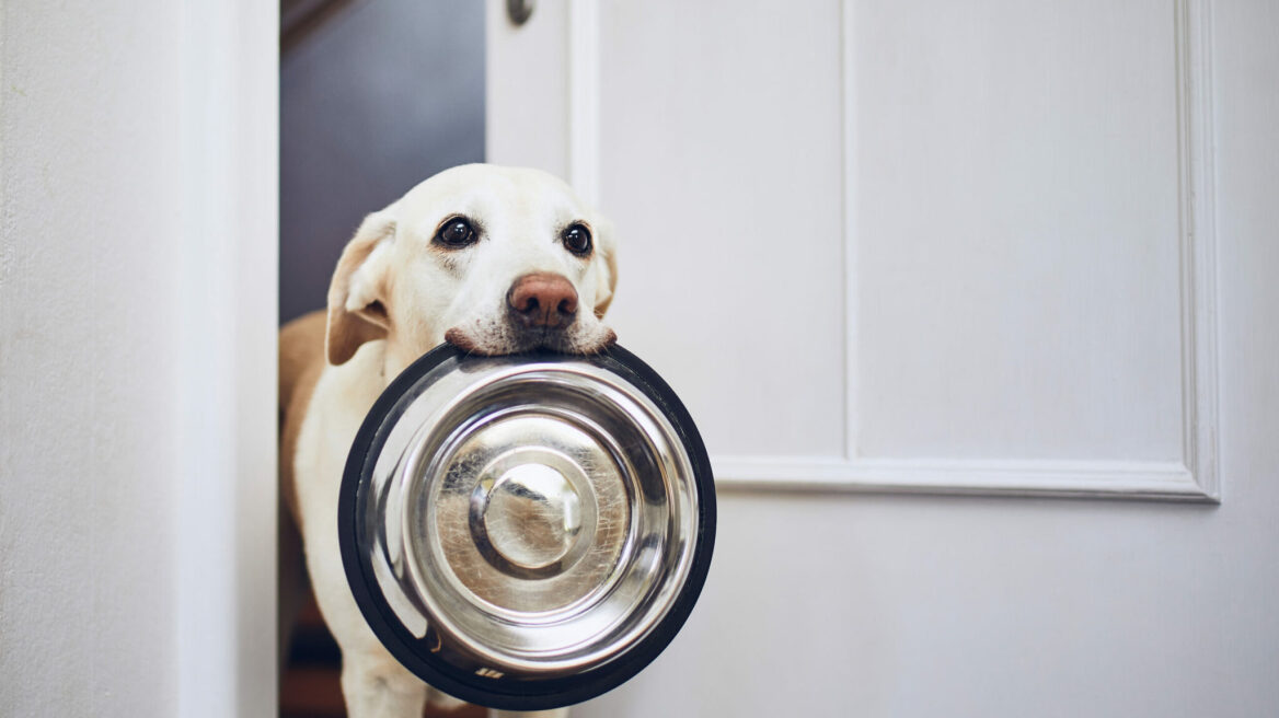 Οι ανθρώπινες τροφές που μπορεί να τρώει καθημερινά ο σκύλος σας