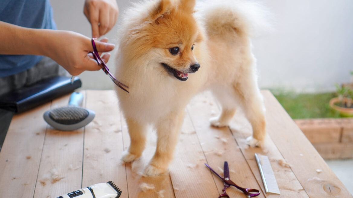 Grooming στο σπίτι: Πώς θα περιποιηθείτε σωστά τον σκύλο σας