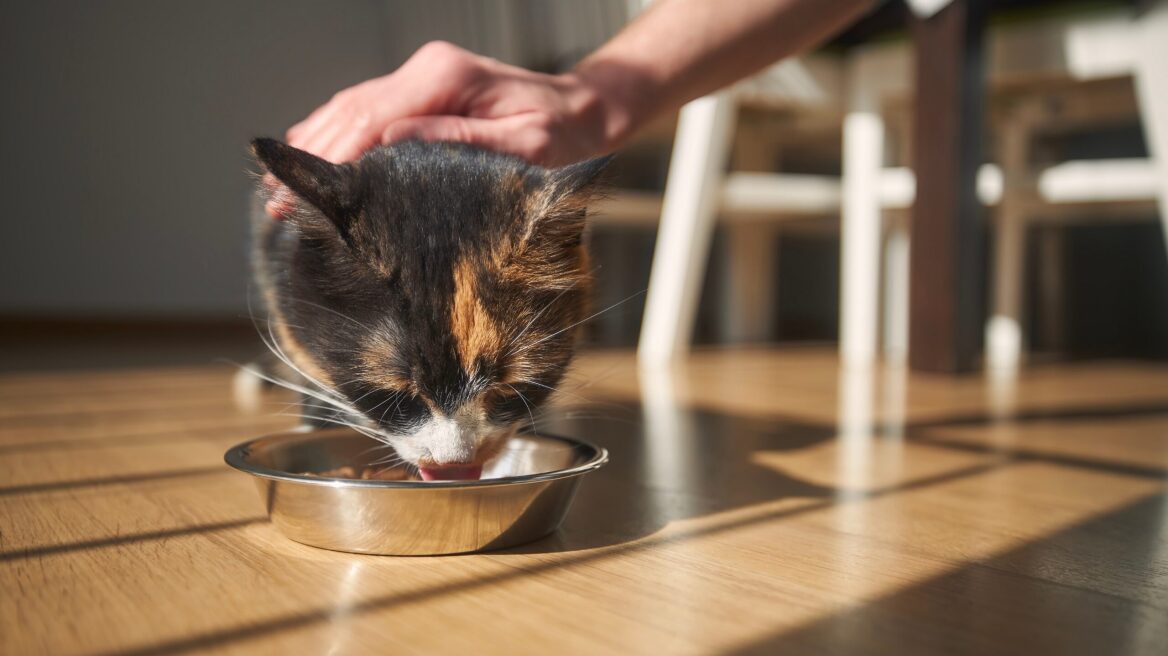 Γιατί αρέσει στη γάτα σας να τη χαϊδεύετε όταν τρώει
