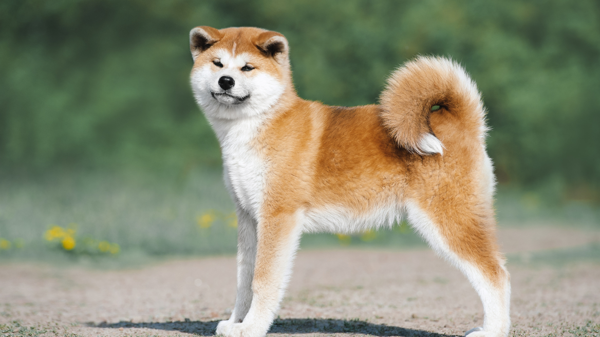 10 ενδιαφέρουσες πληροφορίες για τα εντυπωσιακά Ακίτα