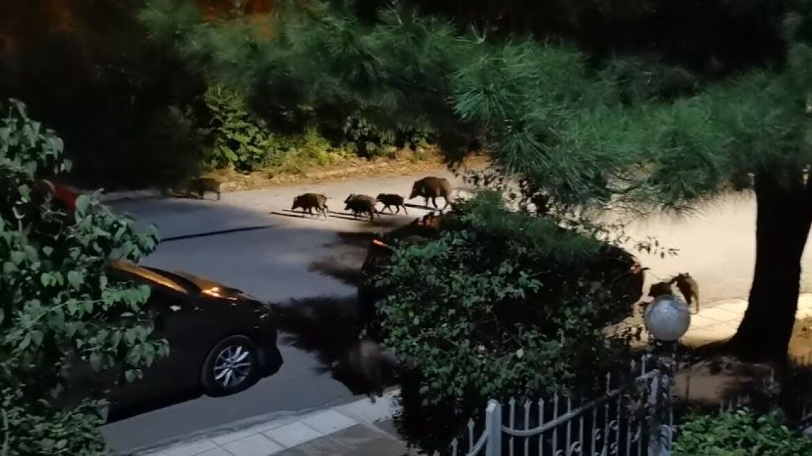 Θεσσαλονίκη: Κοπάδι 20 αγριογούρουνων βγήκε... βόλτα στα ανατολικά της πόλης