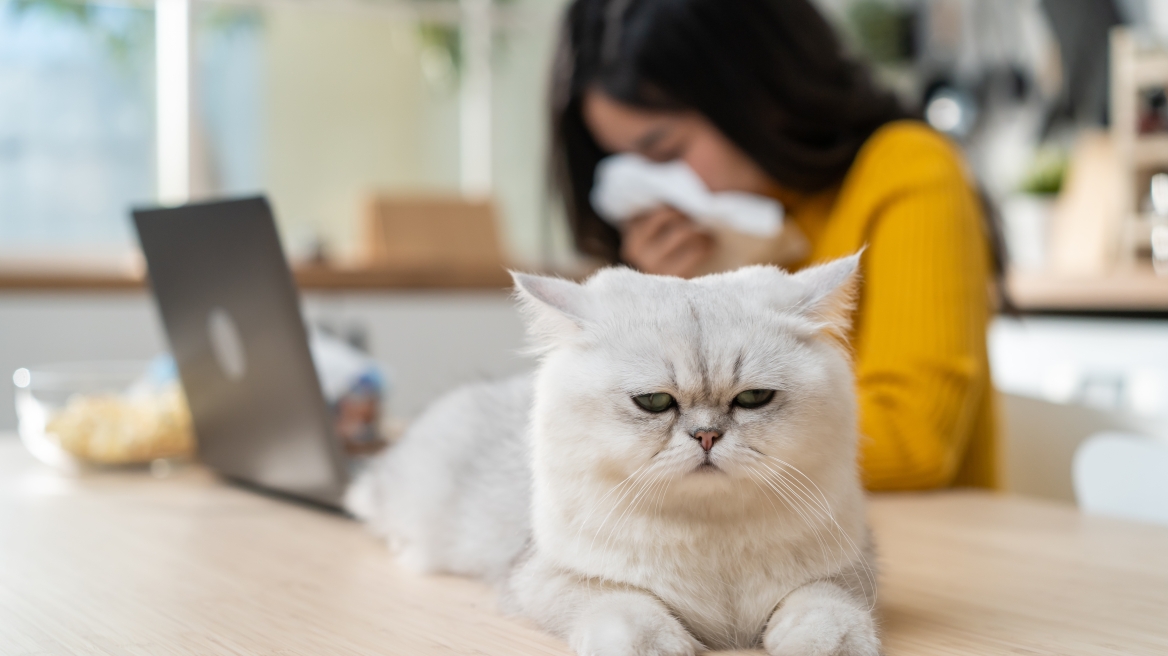 Καλεσμένοι στο σπίτι με αλλεργία στην γάτα σας: Πώς θα το αντιμετωπίσετε
