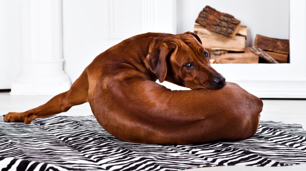 Οι λόγοι που ο σκύλος σας κάνει κύκλους πριν ξαπλώσει
