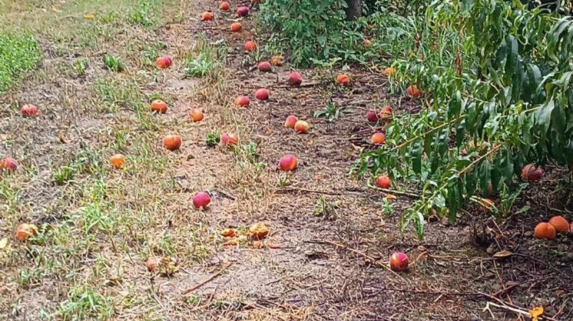 Κακοκαιρία Daniel - Κοζάνη: Μεγάλες καταστροφές στον κάμπο του Βελβεντού
