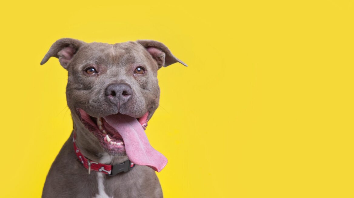 6 μύθοι για τα Pitbull που καταρρίπτονται