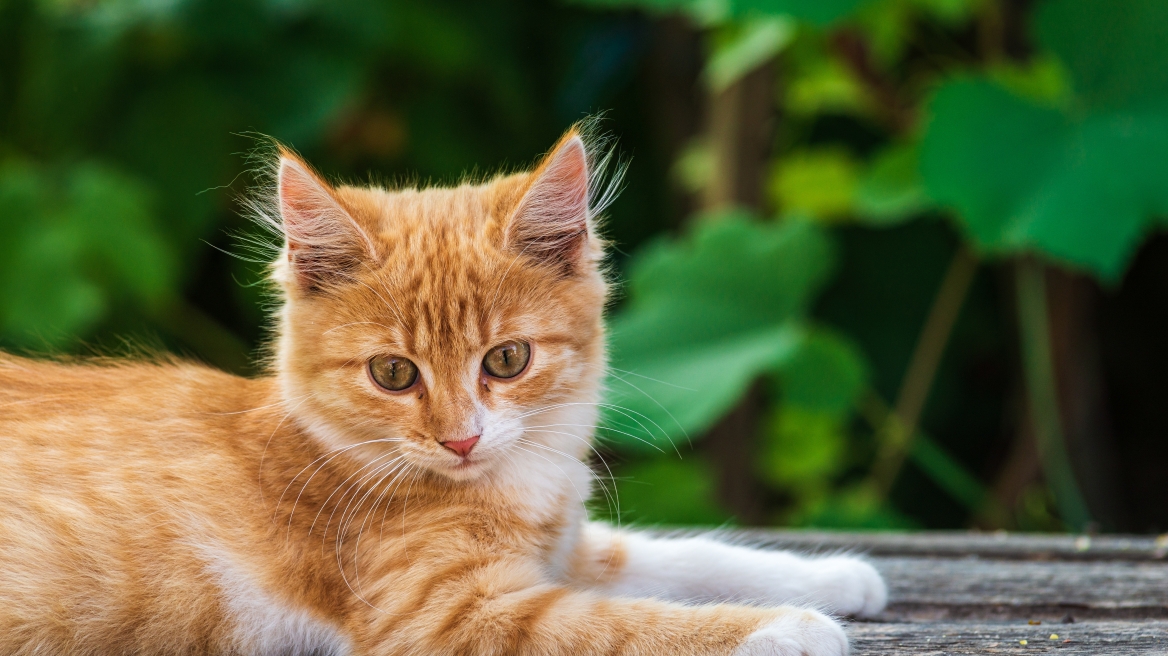 Πώς να βοηθήσετε την γάτα σας να ζήσει μέχρι τα βαθιά γατογεράματα