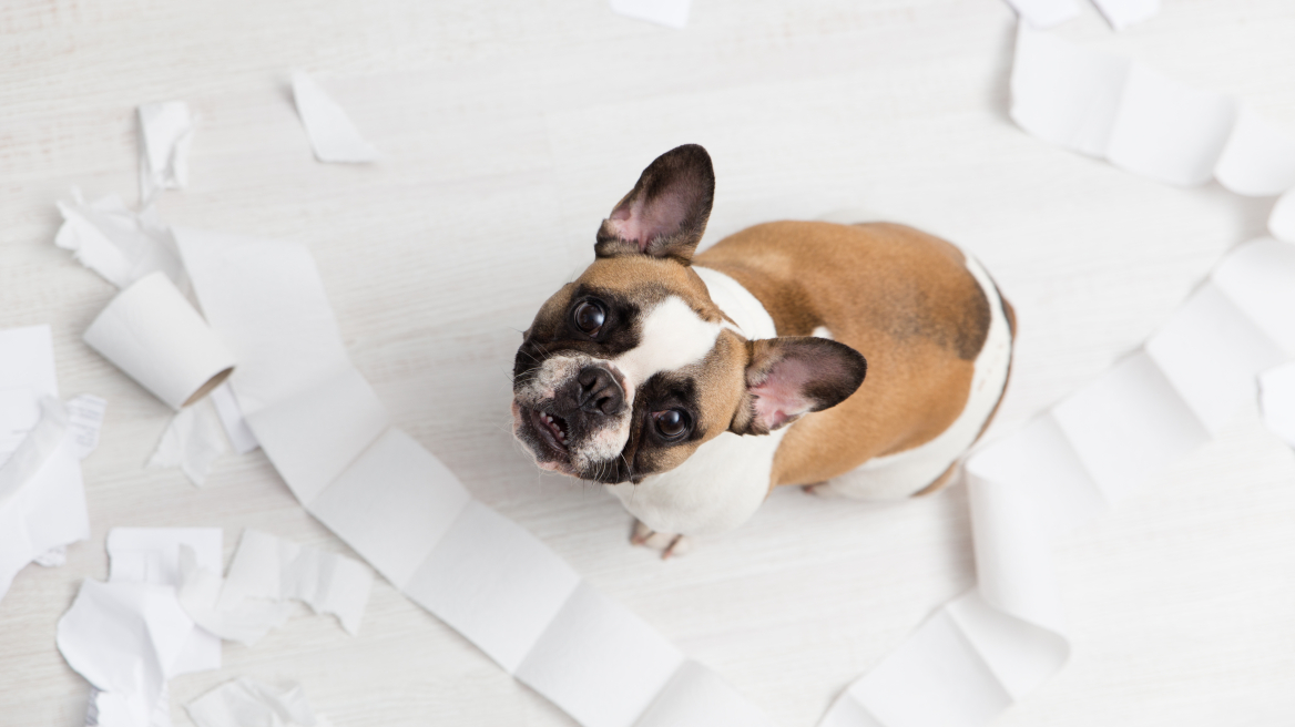 Πόσο συχνά πρέπει να πηγαίνει ένας σκύλος τουαλέτα