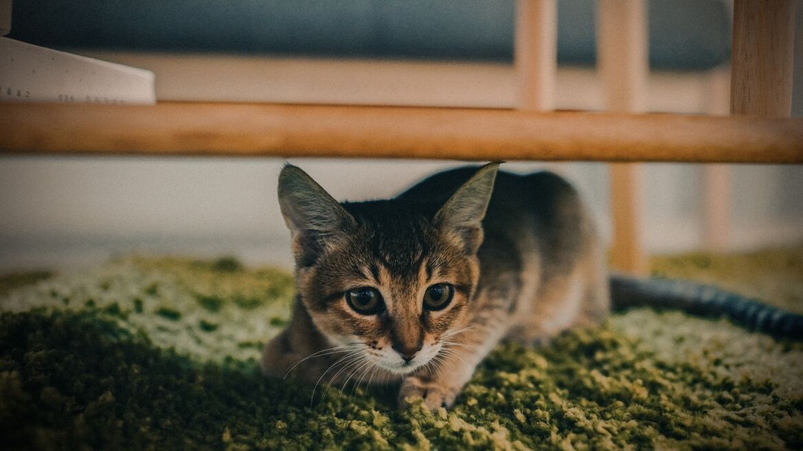 Πώς να ηρεμήσετε τη γάτα σας όταν έχει καταιγίδα