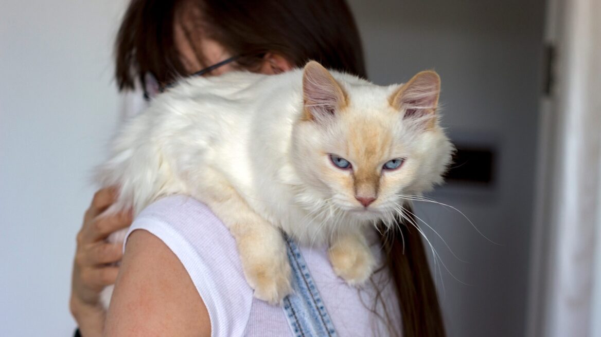 Γάτα που ζηλεύει -Τι μπορείτε να κάνετε για να την βοηθήσετε