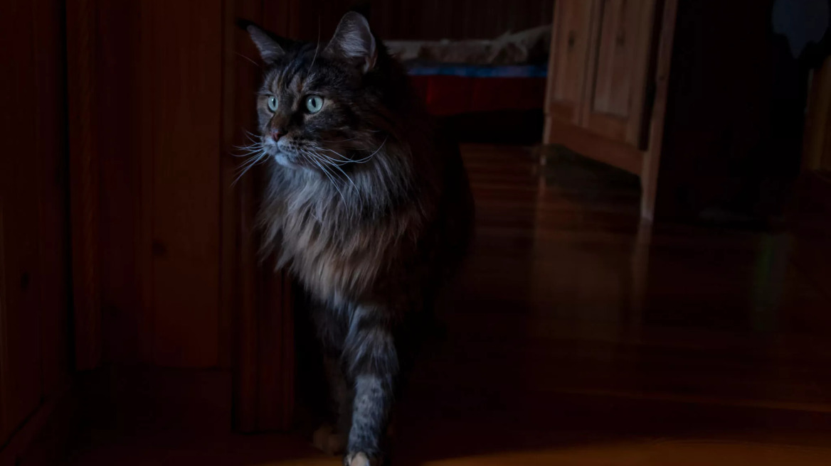 Οι γάτες βλέπουν στο σκοτάδι: Αλήθεια ή μύθος;