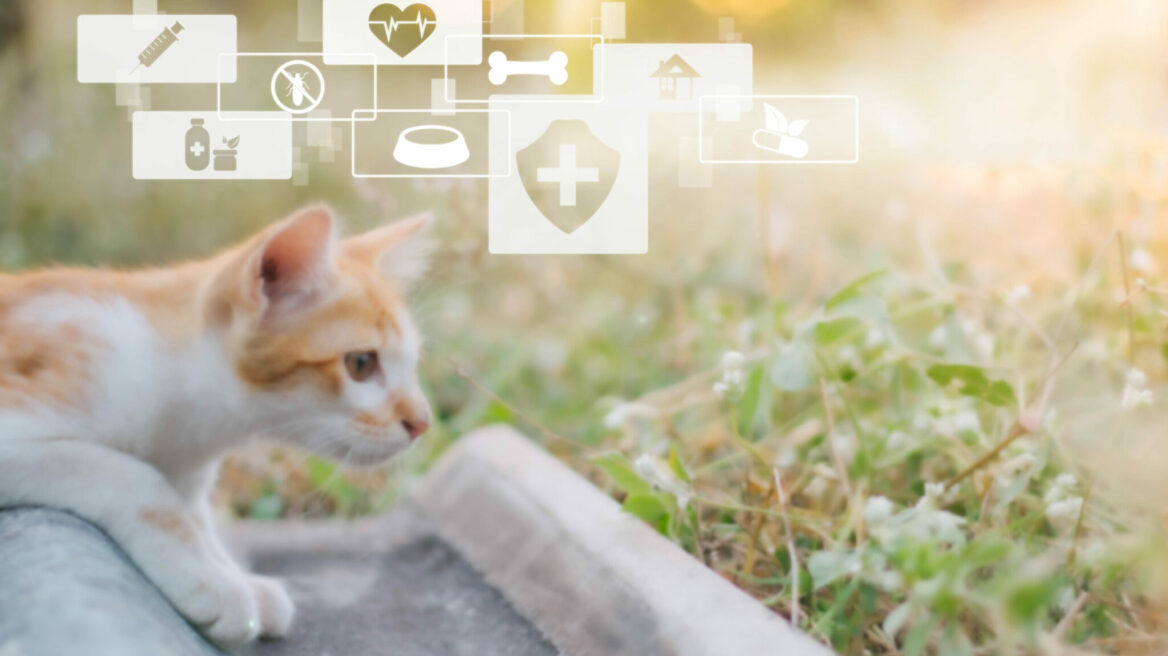 Έρευνες αποκαλύπτουν αν θα μπορούμε να επικοινωνούμε με τα ζώα μέσω AI