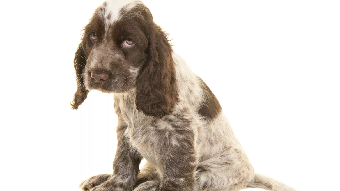 Σκύλοι και τύψεις – Τι πραγματικά σημαίνει το ένοχο βλέμμα του τετράποδου φίλου σας