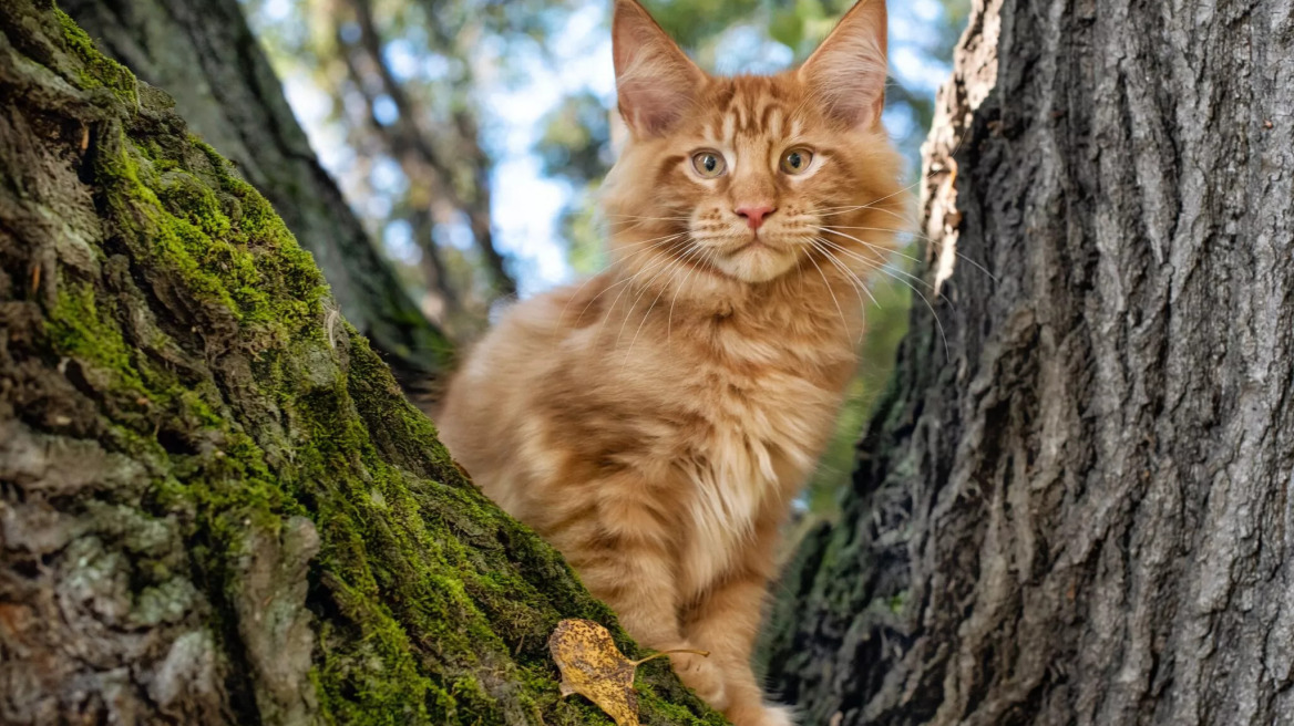 5 ράτσες γάτας που συμπεριφέρονται σαν σκύλοι