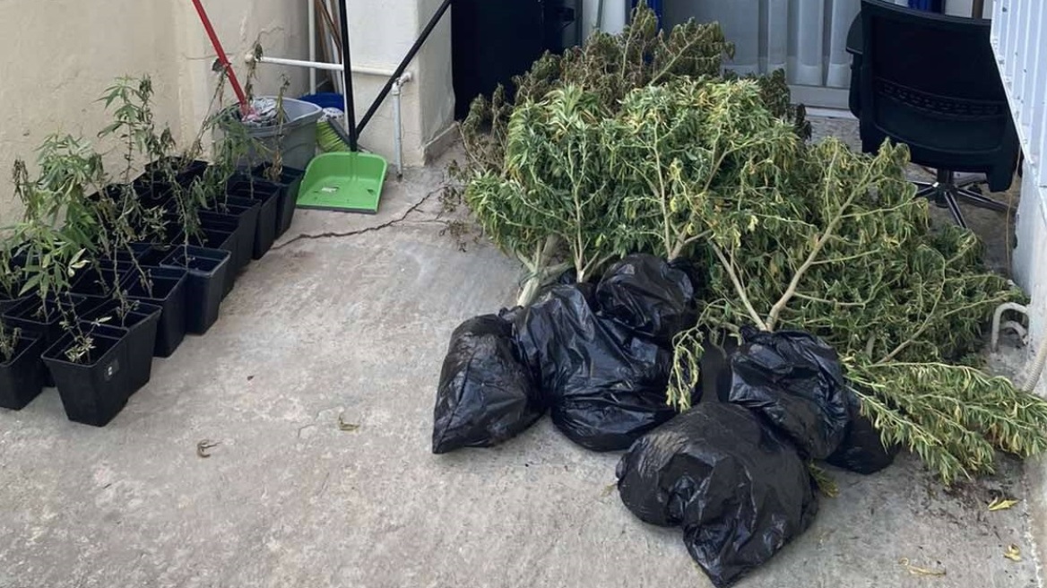 Πέραμα: Το ενδοοικογενειακό επεισόδιο πατέρα - γιου «αποκάλυψε» φυτεία κάνναβης