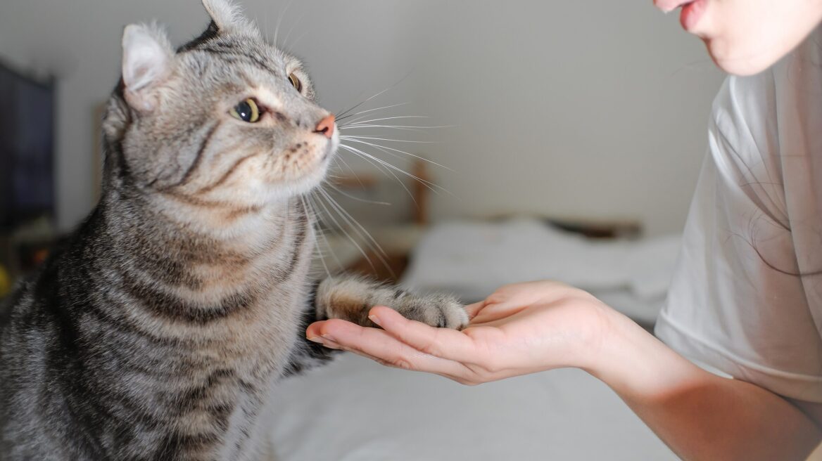 Τα 6 λάθη που κάνουν όσοι έχουν γάτες σύμφωνα με τους κτηνιάτρους