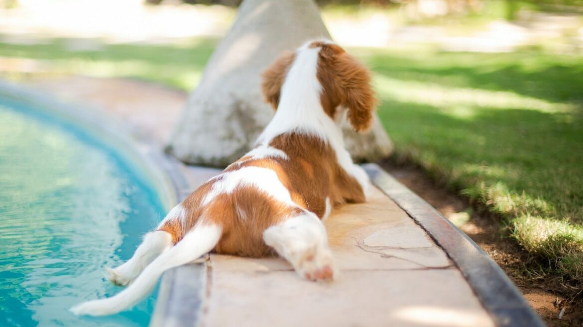 5 φυλές σκύλων ιδανικές για πολυάσχολους κηδεμόνες