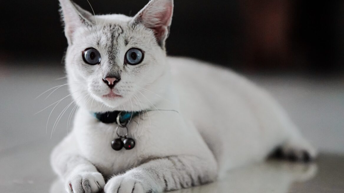 Γιατί δεν πρέπει να φοράτε κολάρο με κουδουνάκι στη γάτα σας