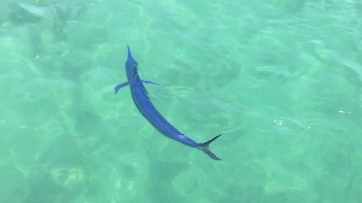 Ναύπλιο: Εντυπωσιακή βασιλική ζαργάνα εμφανίστηκε σε παραλία