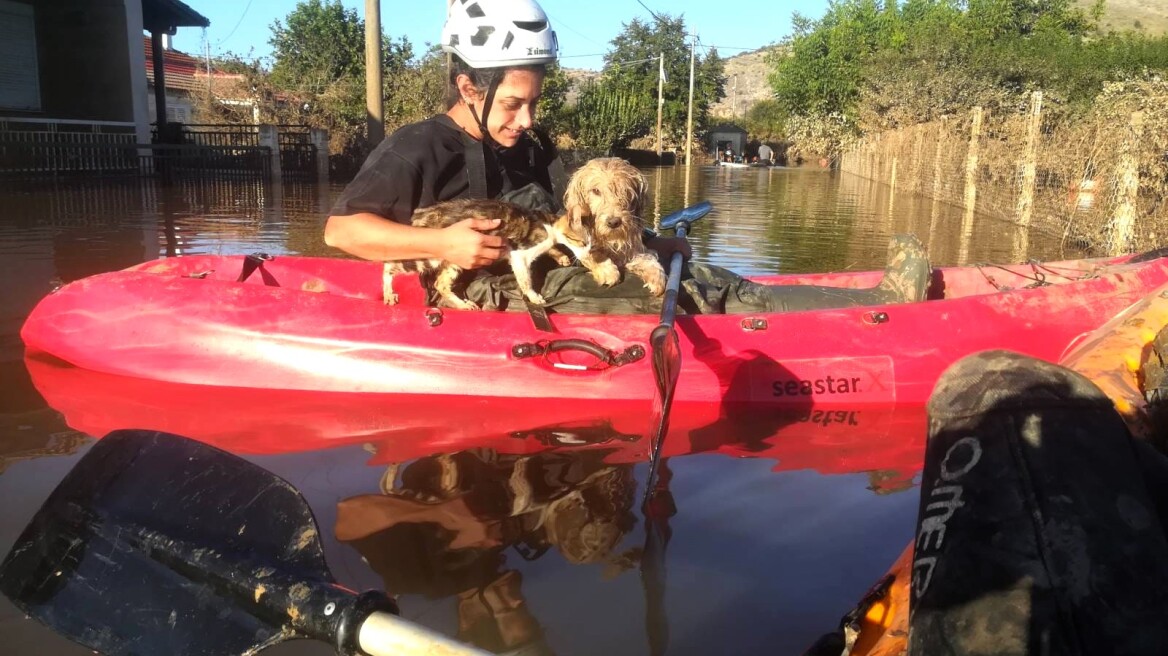 Τρίκαλα: Εθελοντές αψηφώντας τα μολυσμένα νερά συνεχίζουν να διασώζουν εγκλωβισμένα ζώα