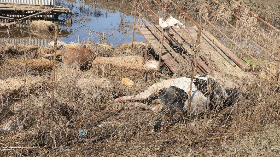 Αυγενάκης: Μέχρι τα μέσα Οκτωβρίου οι προκαταβολές στους πληγέντες κτηνοτρόφους της Θεσσαλίας
