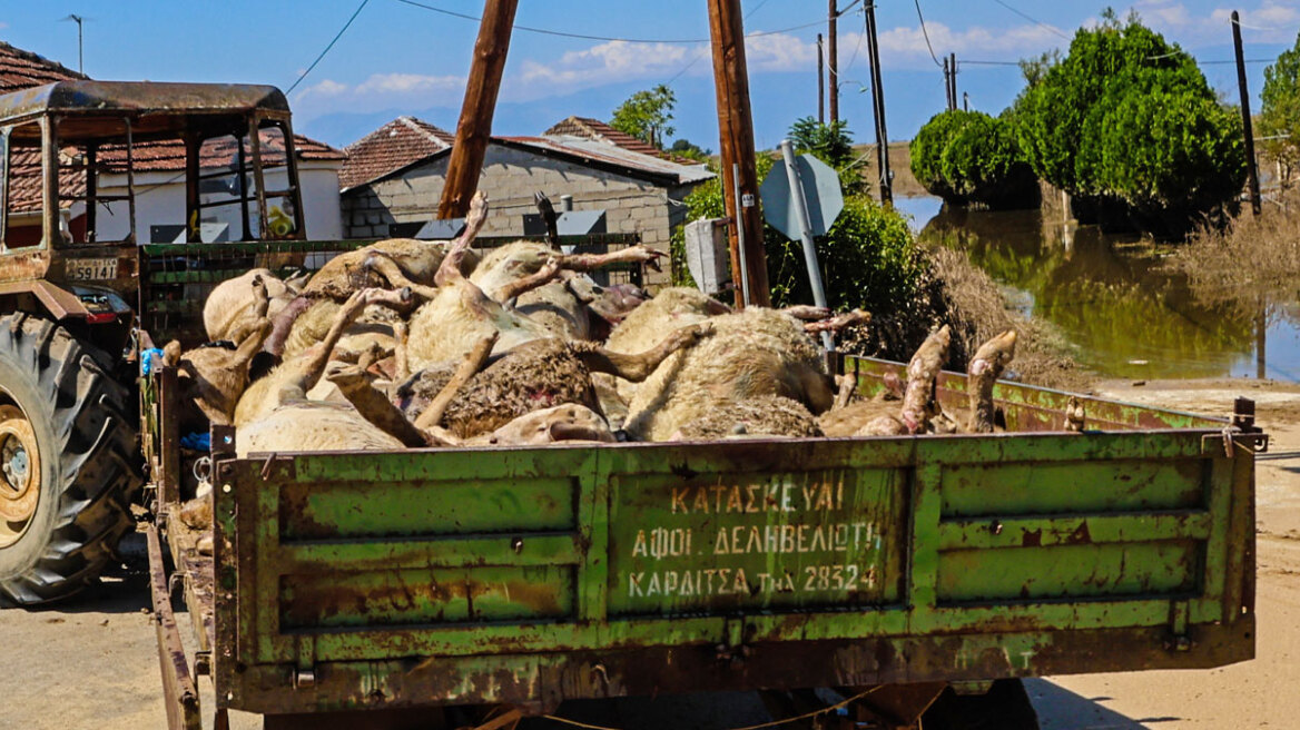 Κακοκαιρία «Daniel»: Νεκρά ζώα παντού στη Θεσσαλία - Μπήκε και ο στρατός στη «μάχη» της περισυλλογής - Δείτε φωτογραφίες
