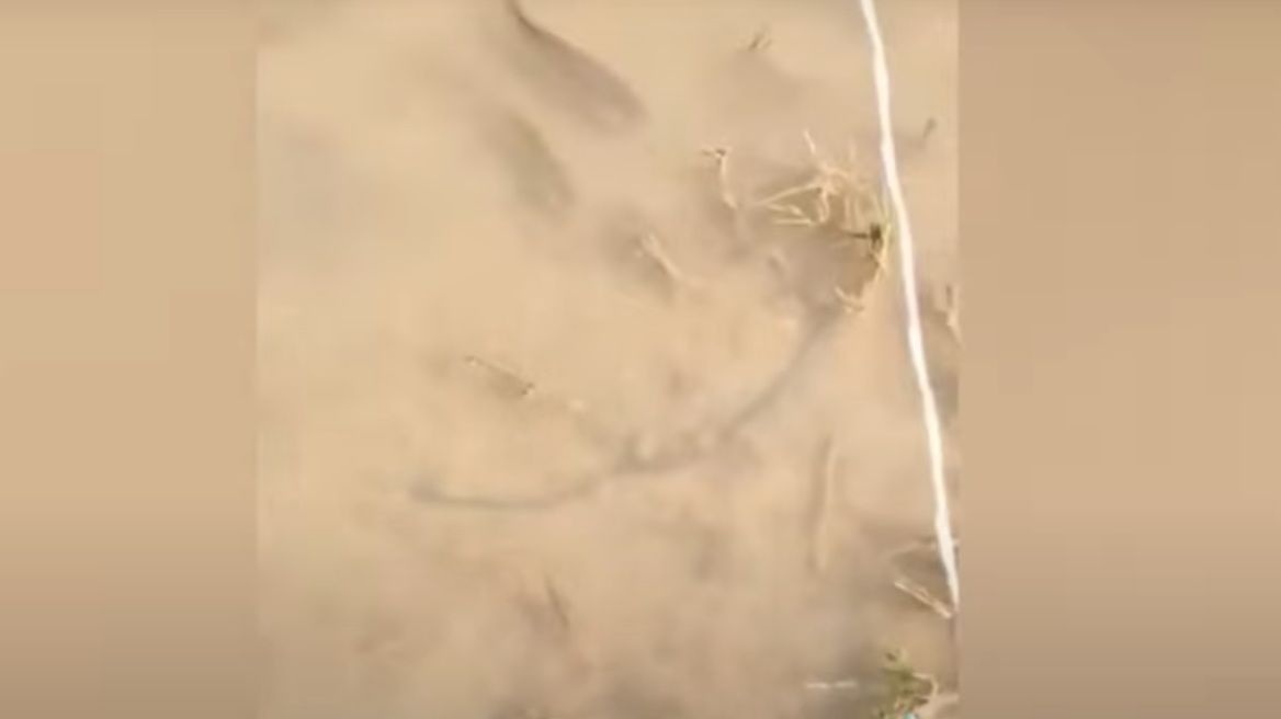 Λάρισα: Ψάρια κολυμπούν στα πεζοδρόμια της Γιάννουλης μετά την κακοκαιρία Daniel