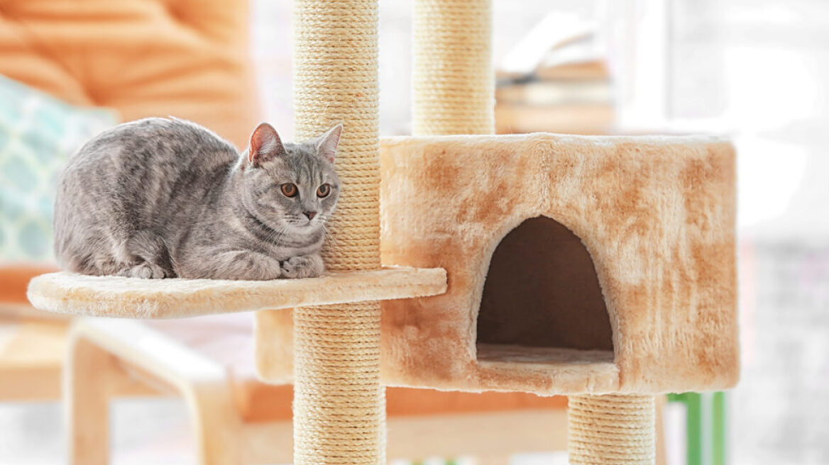 Τα καλύτερα ονυχοδρόμια για τη γάτα σας