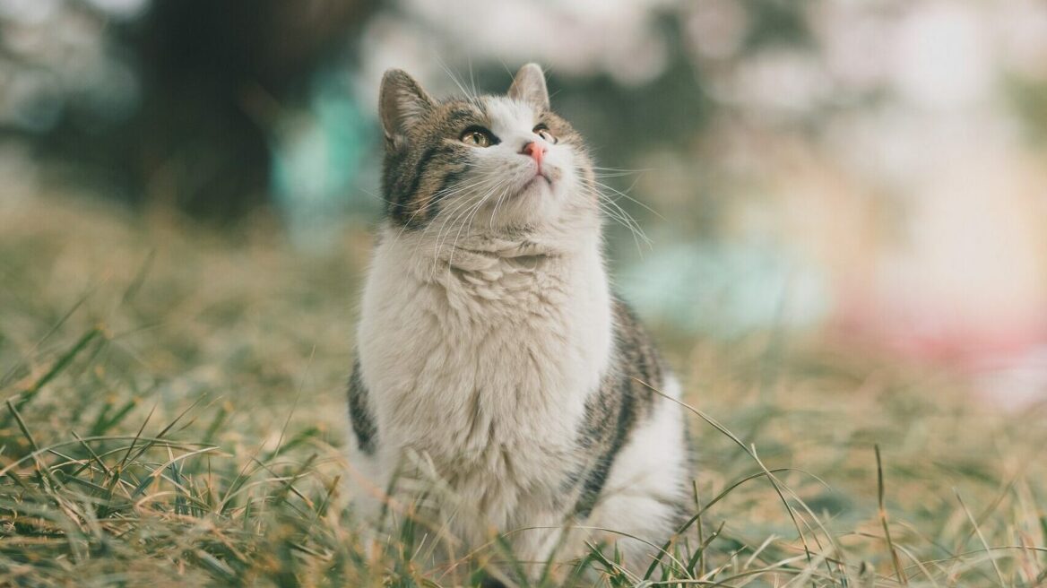 Πώς να βρείτε τη χαμένη γάτα σας