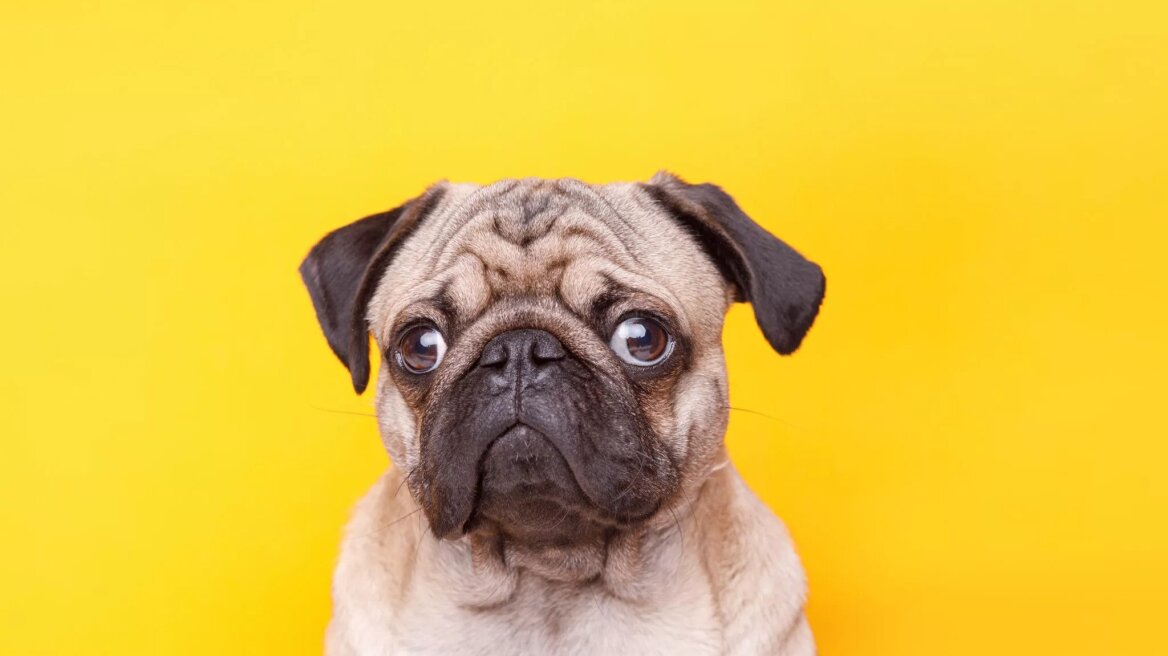 Τι είναι το ανάποδο φτέρνισμα στους σκύλους και τι το προκαλεί