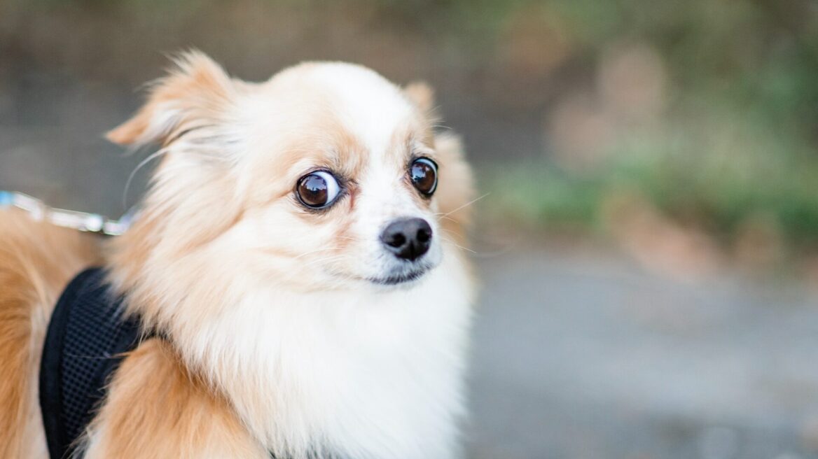 Γιατί ο σκύλος σας σηκώνει τη ράχη του – Πώς να το αποτρέψετε