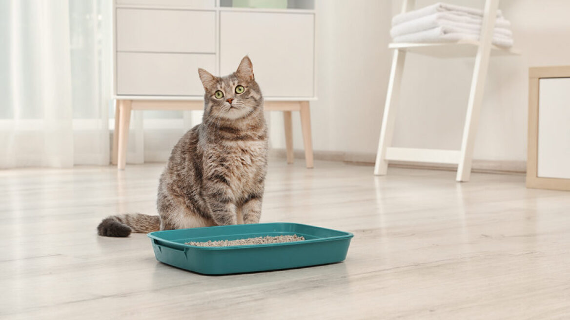 Τι πρέπει να κάνετε αν η γάτα σας δεν χρησιμοποιεί την αμμοδόχο της